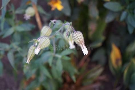 Silene Latifolia Subsp Alba Blooms In October In The Garden Berlin