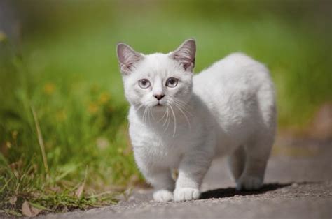 Las Razas De Gatos M S Peque Os Del Mundo