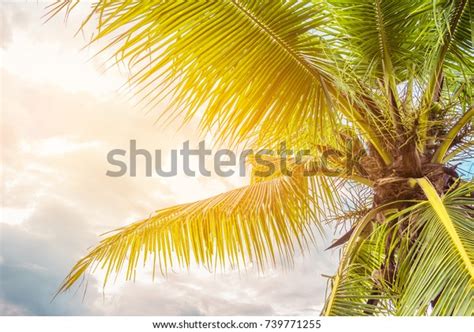 Vintage Tone Coconut Tree Sky Background Stock Photo 739771255