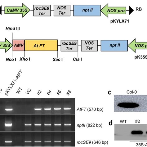 A Schematic Representation Of The Plant Expression Vectors Constructed