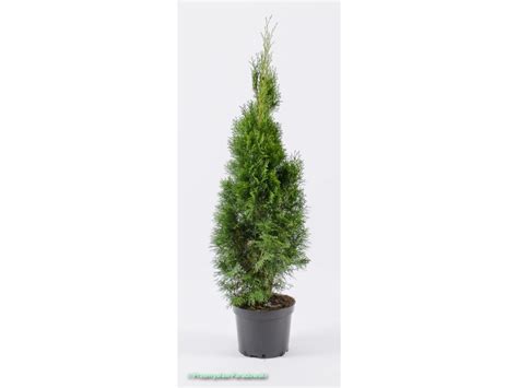 Tuja Zachodnia Odm Smaragd Thuja Occidentalis Kupuj W Obi