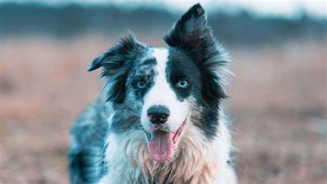 Blue Eyes in Border Collies: Does It Exist?