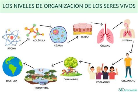 Niveles De Organizacion De Los Seres Vivos Para Quinto De Primaria