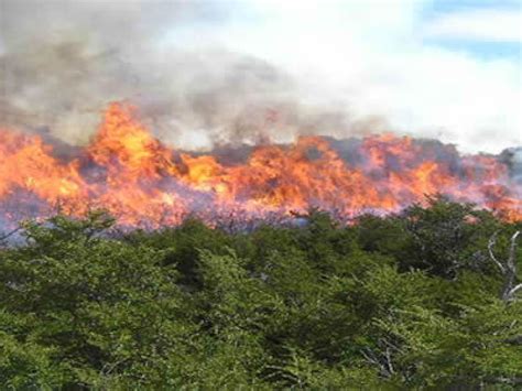 Temporada De Incendios Forestales Será Muy Crítica Por Sequía Notigram