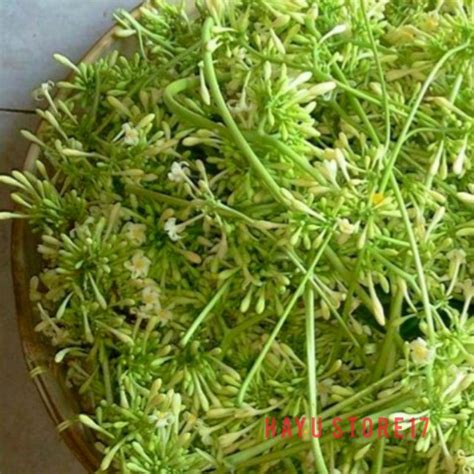 Jual COD Kembang Kates Kembang Pepaya Gantung Pepaya Gandul