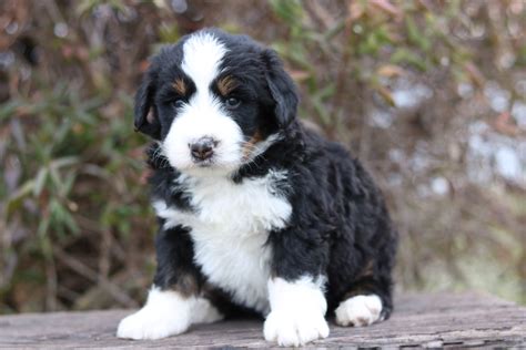 Black Tri Male Bernedoodle