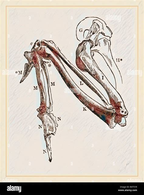 Bones Of Hawks Wing Reimagined By Gibon Classic Art With A Modern
