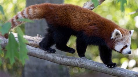 Endangered Red Panda Dies Suddenly At Greater Vancouver Zoo Ctv News