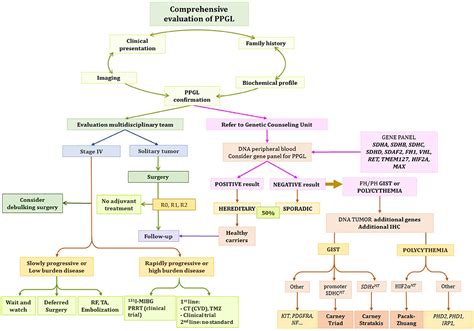 Frontiers Update Of Pheochromocytoma Syndromes Genetics Biochemical