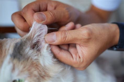 Acari Del Gatto Come Riconoscerli Ed Eliminarli