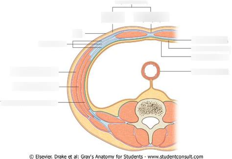 Abdominal Layers Diagram Quizlet