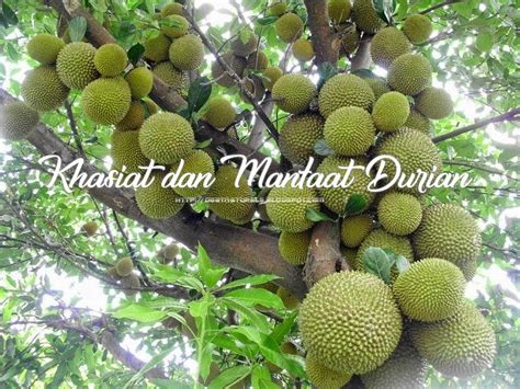 19 Khasiat Dan Manfaat Terbaik Buah Durian Rumah Pertanian Rumah