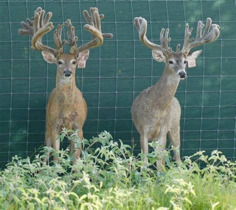 M Whitetails A Few Bucks Looking For A New Home Deer Breeder In