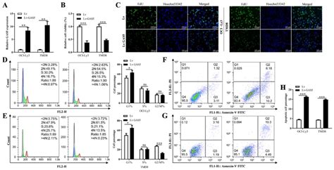 Lncrna Gas As A Cerna Inhibits The Proliferation Of Diffuse Large B