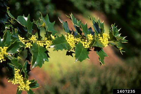 Holly Genus Ilex