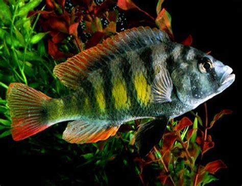 Zebra Obliquidens African Cichlids Astatotilapia