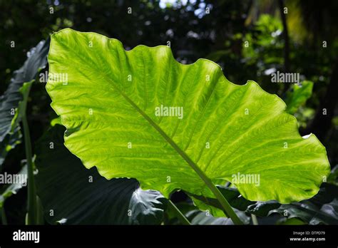 Broad Leaf Stock Photos And Broad Leaf Stock Images Alamy