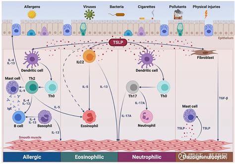 Tslp在研进展 Tslp背景介绍胸腺基质淋巴细胞生成素 Thymic Stromal Lymphopoietin Tslp 是一种具有多 雪球