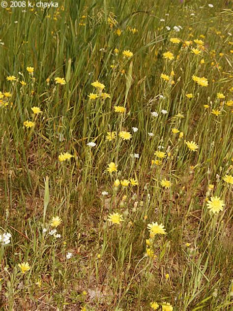 Crepis Tectorum Narrow Leaf Hawksbeard Minnesota Wildflowers