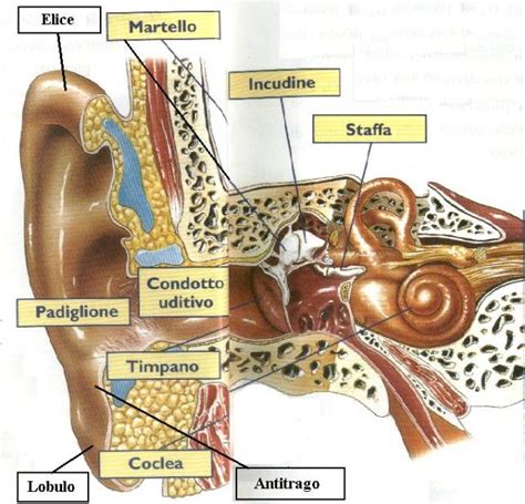 Neuroanatomia Dell Orecchio Esterno