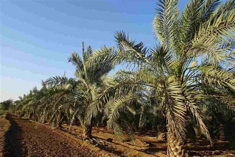 Date Palm Cultivation In Rajasthan, Planting | Agri Farming