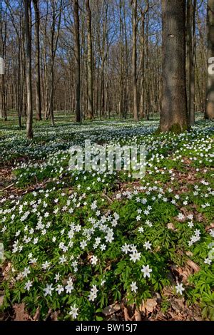 Holz Anemonen Anemone Nemorosa In Buchenwald Im Fr Hjahr Bl Hen