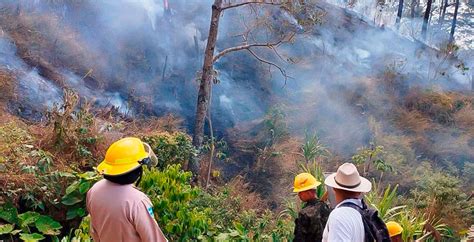 M S De Mil Hect Reas De Bosque Afectadas Por Incendios La Noticia