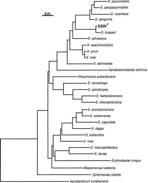 Phylogenetic Dendrogram Based On 16s Rrna Gene Sequence Data Download Scientific Diagram