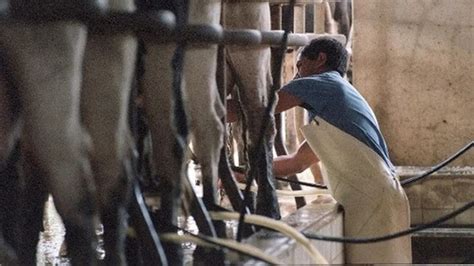 Día Del Tambero Celebrando La Labor De Los Guardianes De La Leche