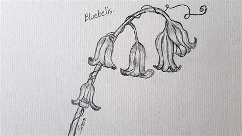 How To Draw Bluebell Flower Sinoun Drawing Youtube