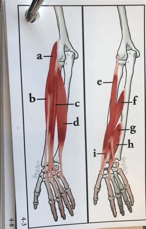 Superficial Extensors Of Wrist Diagram Quizlet