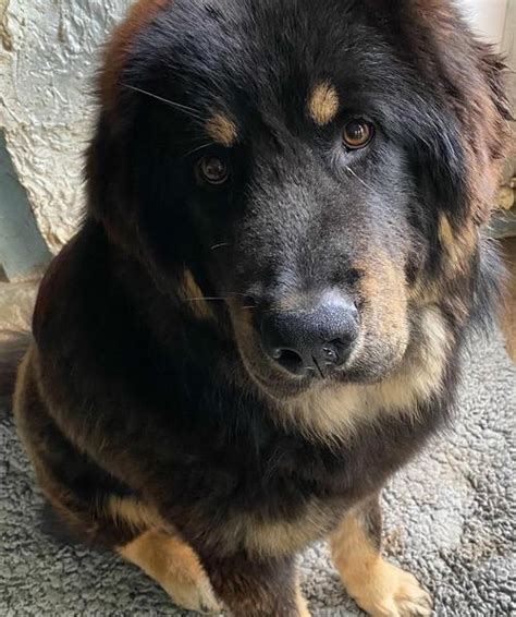 Tibetan Mastiff Mix With Rottweiler