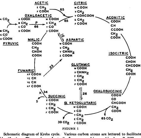 Figure 1 From Role Of The Tricarboxylic Acid Cycle In Amino A Cid