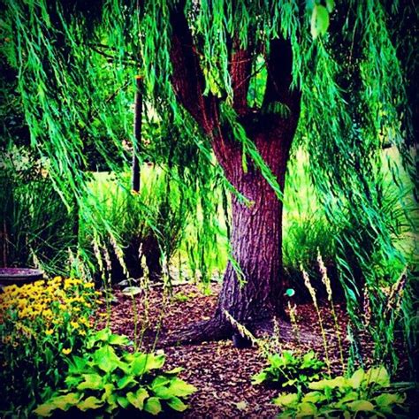 Magical Willow Tree Instagram Instagram Photo Willow Tree