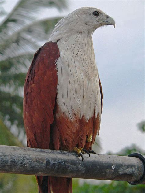 Garuda Bird Pet Birds Bird Wallpaper