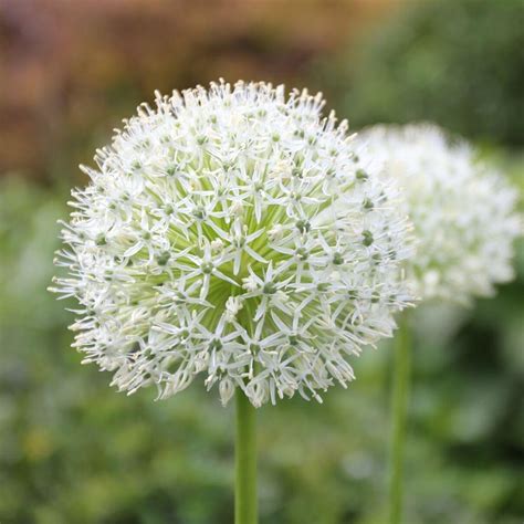 Allium Stipitatum Mount Everest 5 Bulbs Longfield Gardens