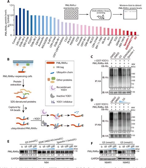 Figure From Blockade Of Deubiquitinase Yod Degrades Oncogenic Pml