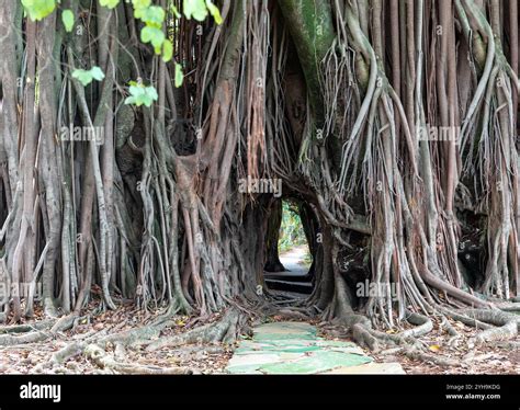 Giant Tropical Fig Tree With Path Through The Tree And Its Exotic And