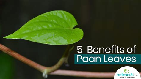 5 Great Benefits Of Betel Leavespaan Leaves Youtube