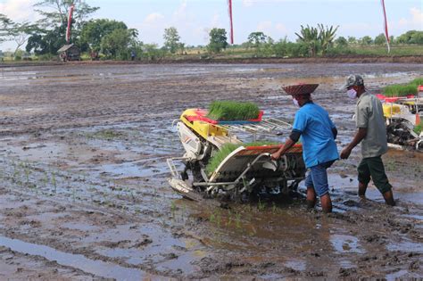 Kementan Bersama Kementerian Lain Kembangkan Food Estate Di Kalteng