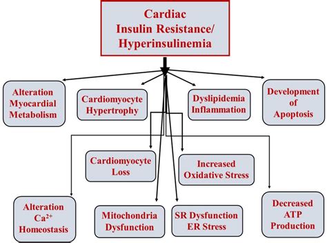 Cardiac Metabolic Disturbance And Insulin Resistance In The Development