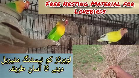 Free Nesting Material For Lovebirds Lovebird Ki Nesting Kasay Karin