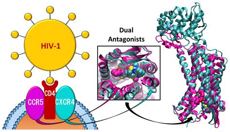 Molecules Free Full Text Ccr5 Cxcr4 Dual Antagonism For The