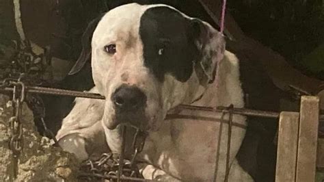 La Heroica Historia De Max El Pitbull Que Pidieron Fuera Sacrificado