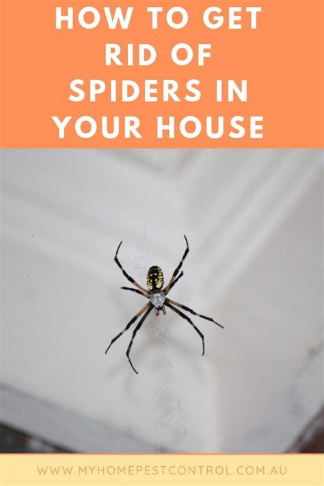 How To Get Rid Of Spiders In Your House Get Rid Of Spiders How To