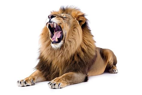 Roaring lion wildlife animal mammal. | Free Photo - rawpixel