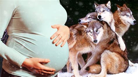 Pregnant Wolf Giving Birth