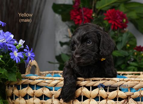 Jena And Kona 03 02 24 Litter Joyful Oaks Labradoodles