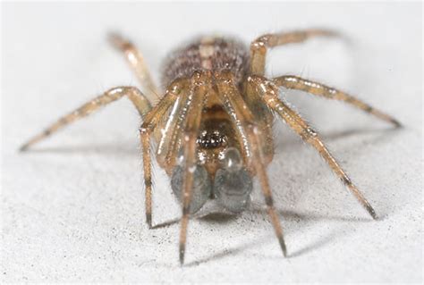 Genus Steatoda Steatoda Bugguidenet