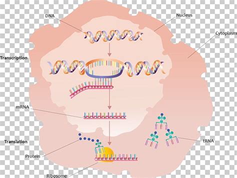 Protein Biosynthesis Gene Transcription Translation Png Clipart Area